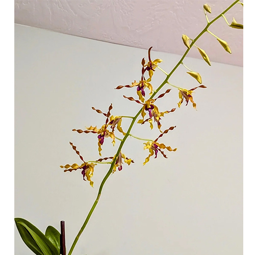 Dendrobium Airy Gold Spin Dendrobium Airy Gold Spin